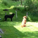 Det är ju inte för utan vi funderar på att byta namn på Fox til Hachiko...