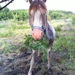 Ek e gott, tycker Santos.