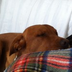 Zzzz...