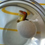 Detta är mattes projekt. Ett ägg som läggs i vatten. Efter 2 dygn kommer en dinosaurie ut!