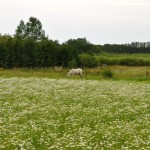 Häst som flytt från ängsmönstret.