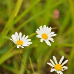 Fin natur.