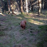 Fox tränar på att ha tråkigt i skogen.