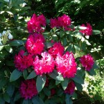 Så här blommar det just nu.