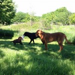 Det krävs minst två fullvuxna labbar för att hålla en cockerspanielvalp stången.