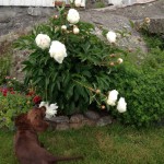 Aldrig bitit i en sån blomma? ...eller hur!