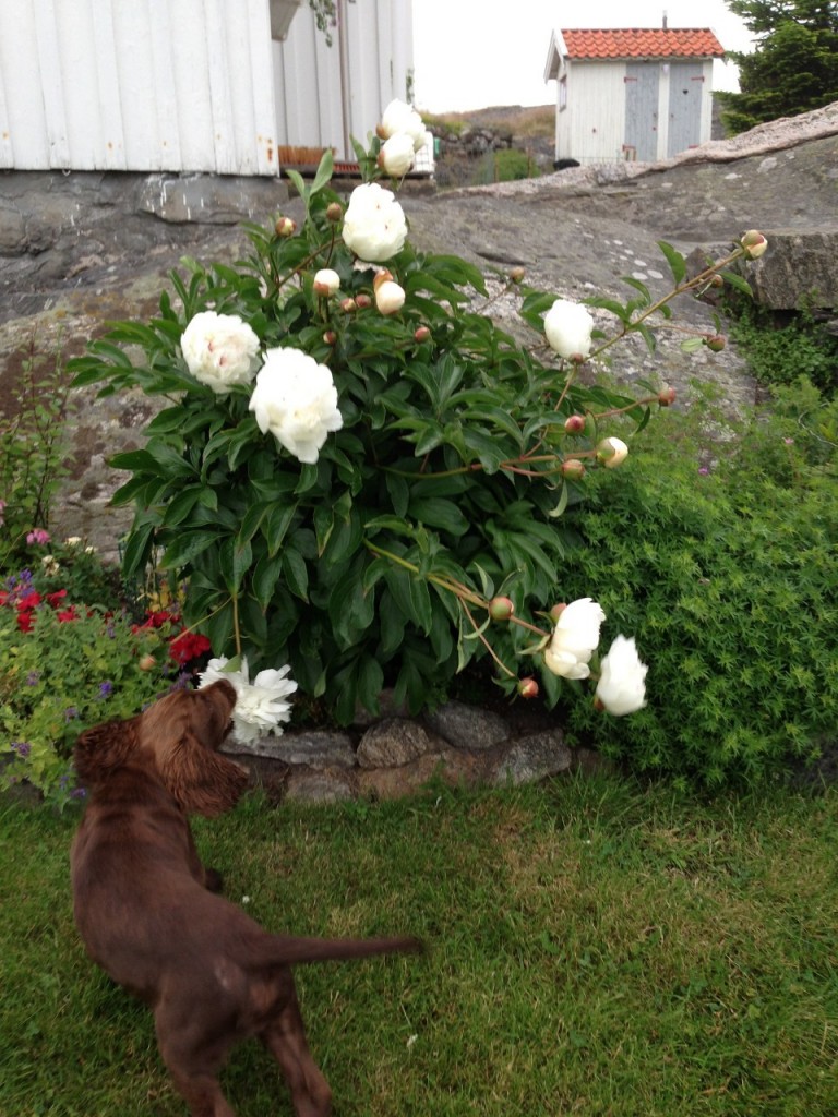 Aldrig bitit i en sån blomma? ...eller hur!