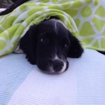 Hector (9 veckor) vilar lite under filten.