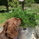 Hobby gillade också de vackra blommorna vi fick av fam. Påhlman på midsommar.