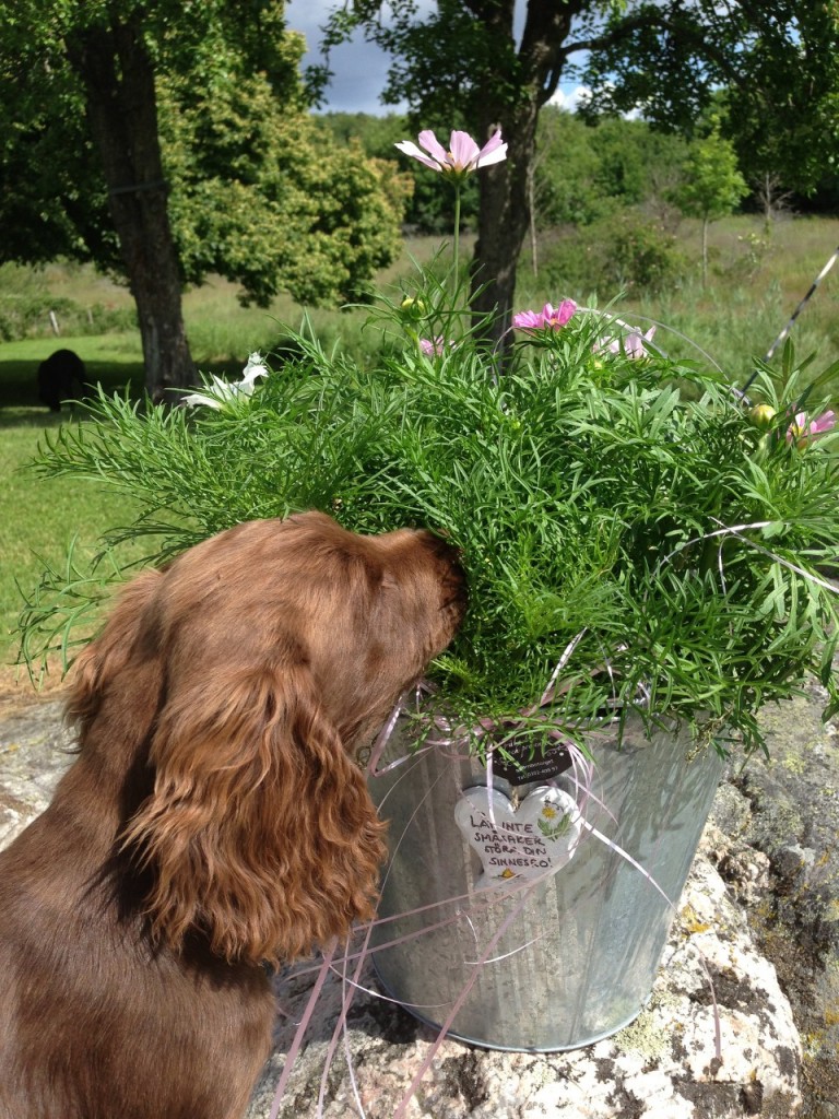 Hobby gillade också de vackra blommorna vi fick av fam. Påhlman på midsommar.