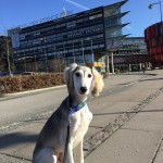 Nu skall vi hälsa på husse på hans jobb.