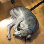 Väl inne på kontoret lade Spiff sig till ro.