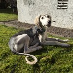 Pinngott i solen