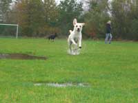 Husse! Här kommer jaaaaaag!