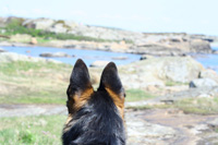 Brumma spanar på havet