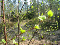 Grejor på grenen