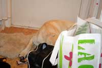 Hugo ligger trött, bakom kassar och väskor