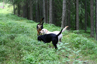 Tessie, Hugo och Brumma hjälpte alla till