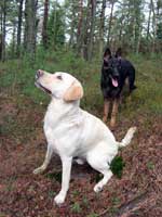 Hugo å Brumma i skogen