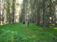 Det fanns skog nästan överallt i Värmland