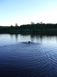 Brumma simmade ut för att kolla fisken. Många gånger!