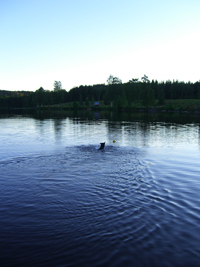 Brumma simmade ut för att kolla fisken. Många gånger!