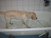 Hugo har fått tag i badkarsproppen