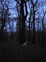 Hugo i mörk skog