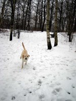 Snöplogen Hugo