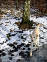 Spring i skogen