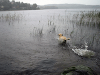 Hugo badar i Rådasjön i regnet
